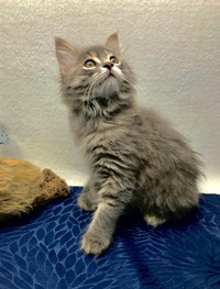 Fluffy Female Maine Coon in Grey Colour