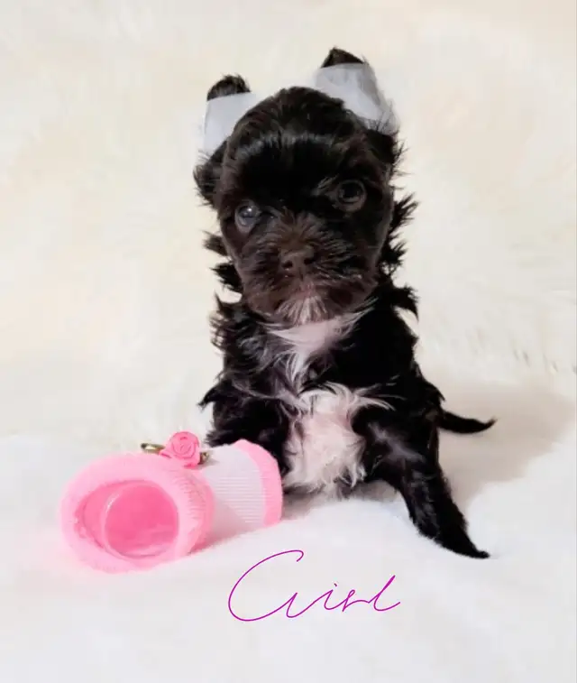Rare dark chocolate yorkie puppies in Dogs & Puppies for Rehoming in City of Toronto - Image 5