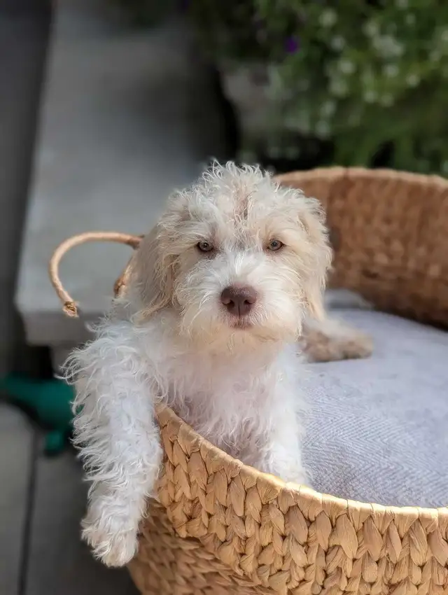 Miniature Schnauzer/Shitzu cross Mini Poodle in Dogs & Puppies for Rehoming in Hope / Kent - Image 3