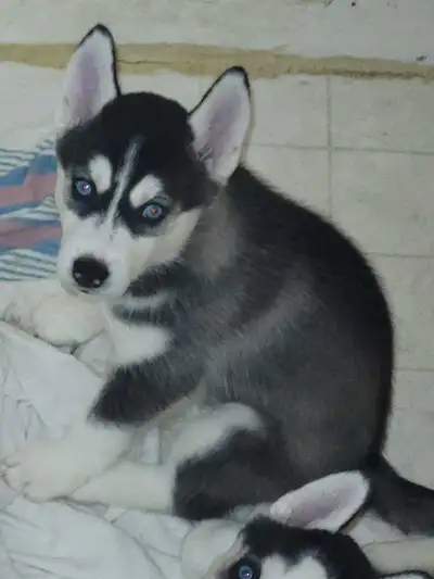 Purebred Blue eyed Siberian Husky puppies., View more