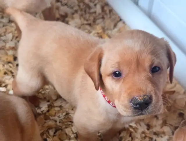 1 MALE & 1 FEMALE! CKC Purebred Yellow Labs in Dogs & Puppies for Rehoming in Sault Ste. Marie - Image 3