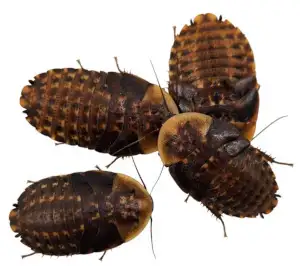 blatte discoides vivante, View more