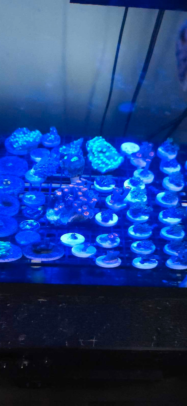 Saltwater Frags zoas and more in Fish for Rehoming in Saint John - Image 2