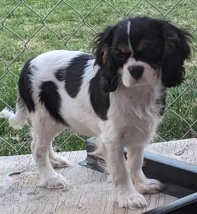 Cavalier King Charles Spaniel Puppies, View more