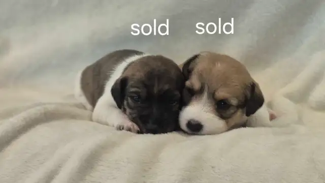 Purebred Jack Russell Terrier Puppies. in Dogs & Puppies for Rehoming in Oakville / Halton Region - Image 6