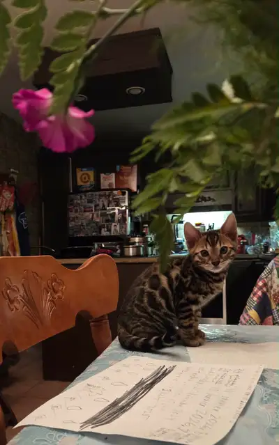 Brown Bengal Male 4 months old Vacciné et vermifugé Très doux, gentil et playful Confortable avec d’...