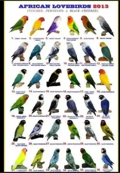 Looking for Matured MALE Lovebird, View more