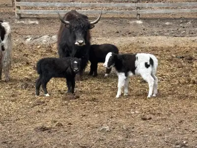 Yak cows and pairs, View more