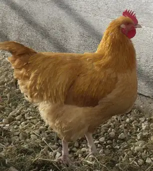 Young Rooster, View more