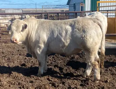 D&L Plewis Charolais -Sell only two year-old bulls, NOT pushed, French influence, Polled and Horned,...