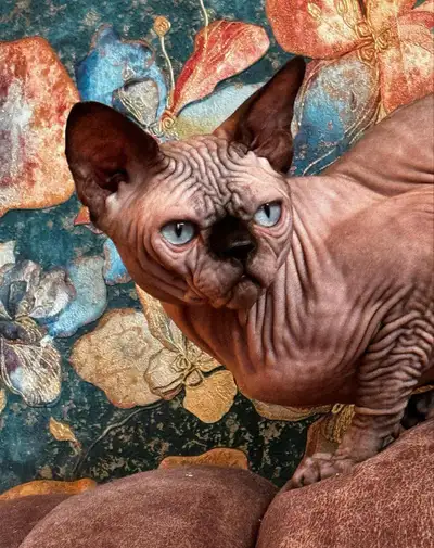 Sweet Sphynx Boy Bulochka Looking for a Loving Home, View more