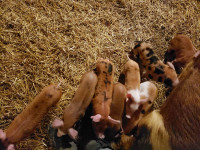 Weaner piglets