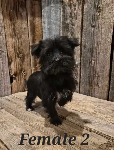 Morkie Puppies, View more