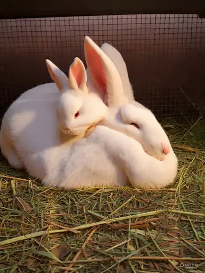Rabbit Rescue!, View more