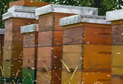 These 10 frame hive supers are in good condition and ready for your apiary needs. They have been wel...