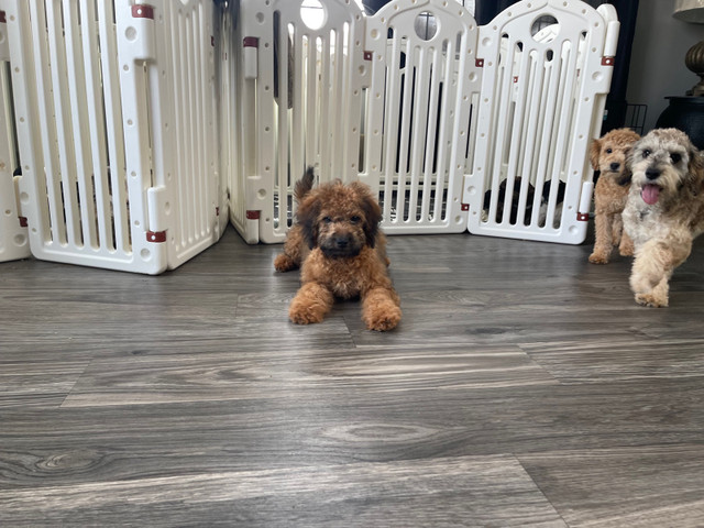 REDUCED!! Multigen Mini Labradoodles  in Dogs & Puppies for Rehoming in Edmonton - Image 2