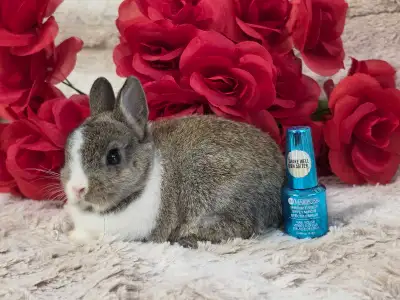 Netherland dwarf baby bunny rabbit, View more
