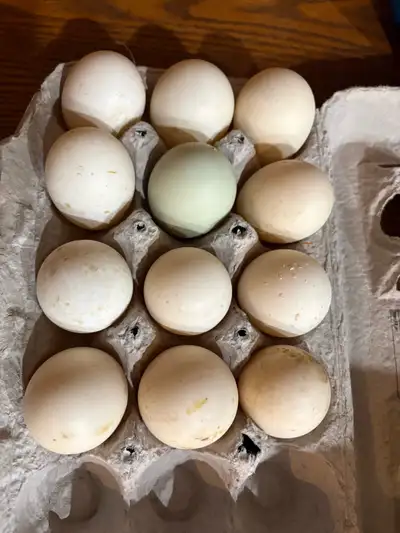 Bym Duck Hatching Eggs, View more