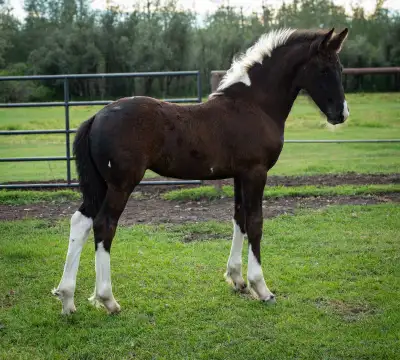 Pinto Warmblood x Friesian Filly, View more