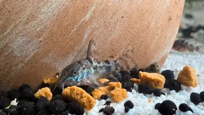 Salt and Pepper Corydoras / Cory Catfish (albino also available), View more