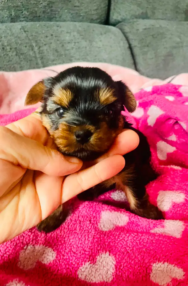 100% beautiful Pure Yorkshire Terrier puppies one left girls in Dogs & Puppies for Rehoming in Markham / York Region - Image 9
