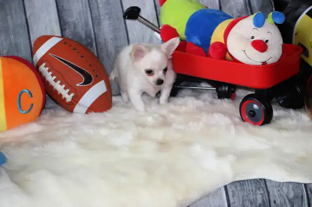 Chihuahua❤️Mâle mini❤️Protection100%.GarantieTop Qualité★★★ in Dogs & Puppies for Rehoming in Laval / North Shore - Image 6