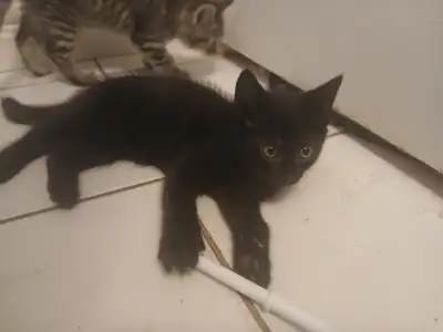 7 kittens and one mom cat, View more