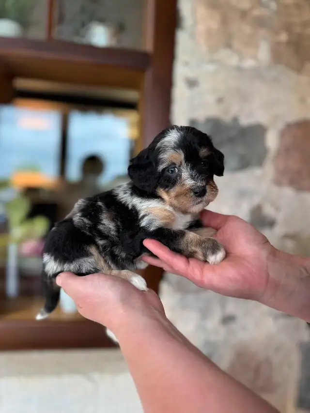 Outstanding F2 Mini Bernedoodle Puppies in Dogs & Puppies for Rehoming in Markham / York Region - Image 2