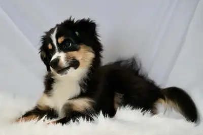 One Male Pup: Miniature American Shepherd pups, View more
