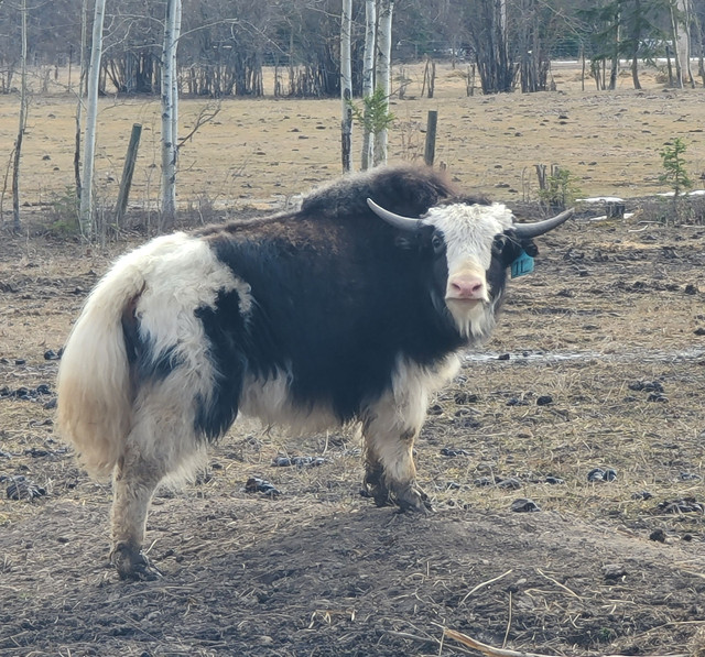 Yak yearlings (almost!) in Livestock in Prince George