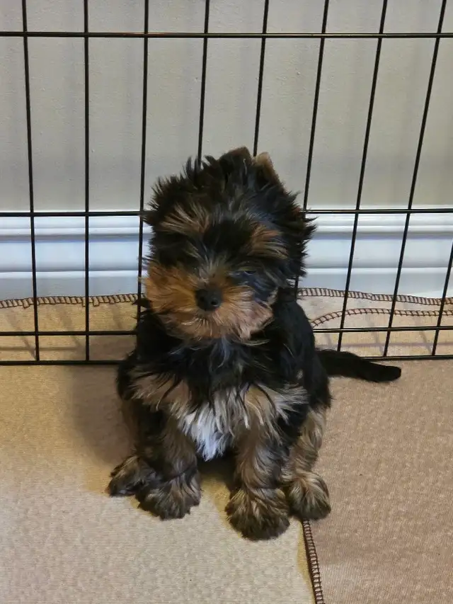 CKC Registered Yorkshire terrier puppies in Dogs & Puppies for Rehoming in City of Toronto - Image 7