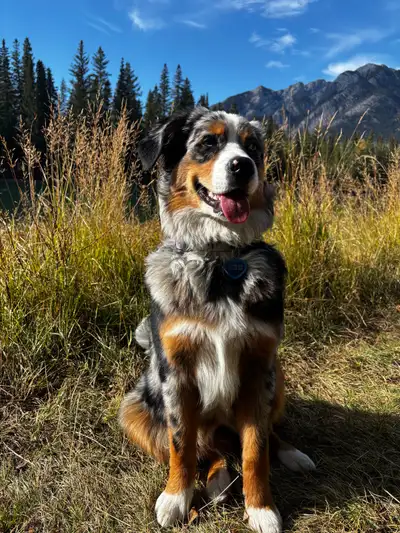 Australian Mountain Dog, View more