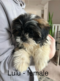 Shihtzu puppies ❤️ ONLY 2 LEFT