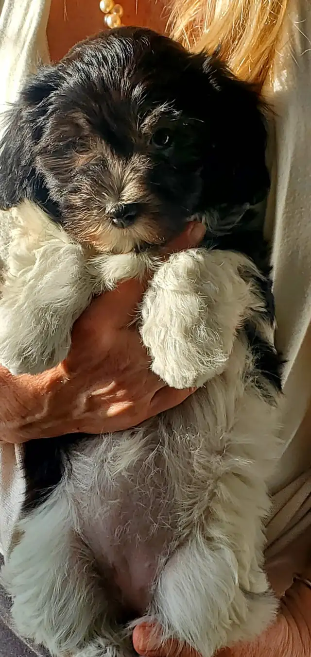 Purbred Havanese Puppies, CKC in Dogs & Puppies for Rehoming in Mississauga / Peel Region - Image 3
