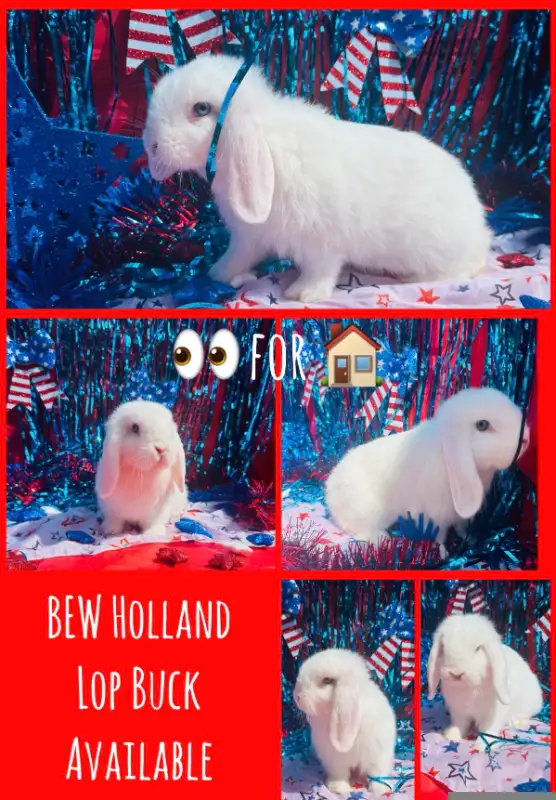 Extraodinaires! Bébés lapins mini rex baby bunny rabbits in Small Animals for Rehoming in City of Montréal - Image 10