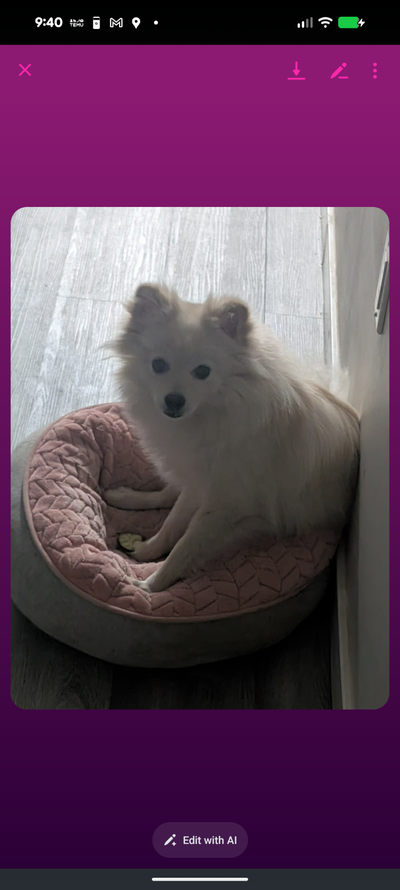 1 year old Pomeranian rehome, View more