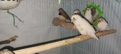 Zebra finch for sale, View more