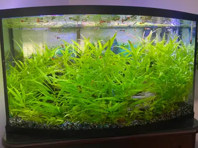 Well Rooted Aquarium Plants, View more