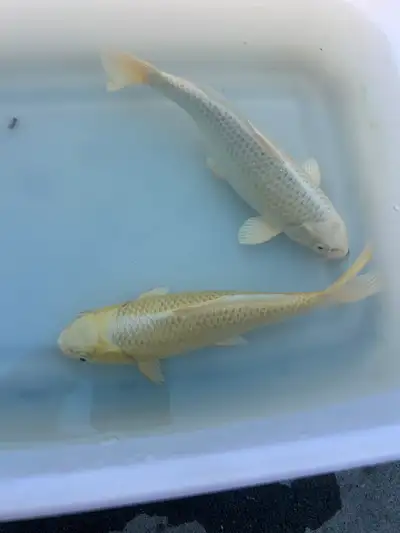 Japanese koi for rehome .Small one $40each 5-7 inch .big one 8-10 inch $80each . if buy more then 5...