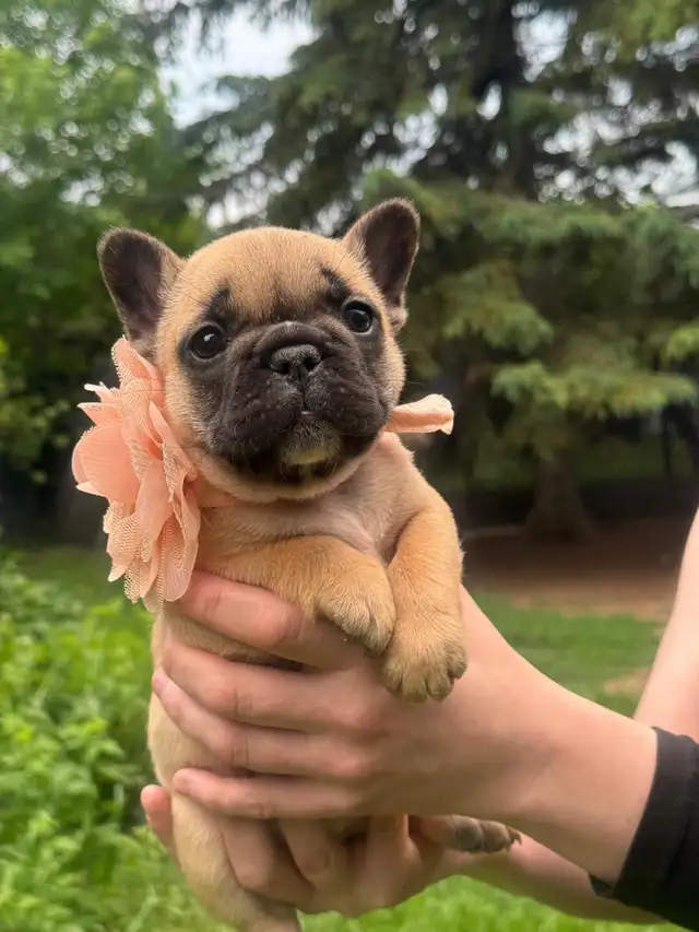 best quality French bulldog puppy’s in Dogs & Puppies for Rehoming in Laval / North Shore - Image 4