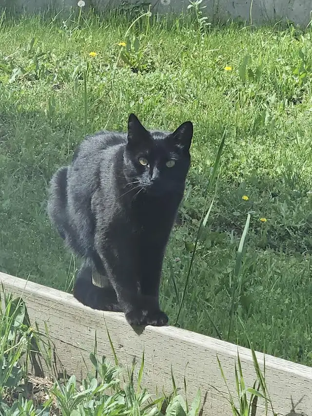 Pet Sitting64840199339265122