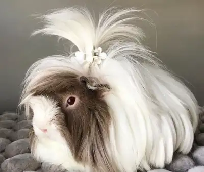 long hair gunnie pig , View more