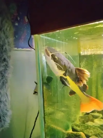 red tailed catfish, View more