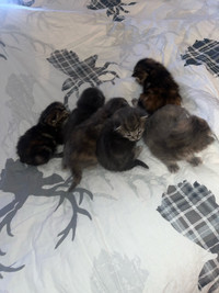 Russian Blue Bengal Mix Kittens