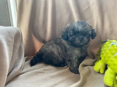 small toy poodle puppies , View more