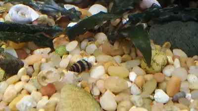 assassin snails, View more