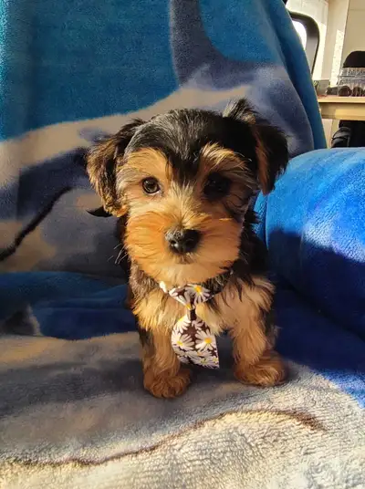 Mini yorkshire doux et propre sur pipipad, View more