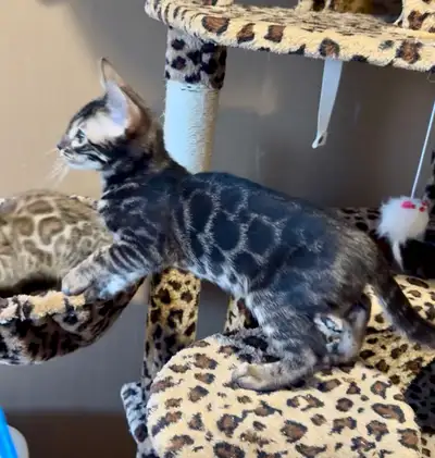 Kitten ~Charcoal Silver Bengal~ Male, View more