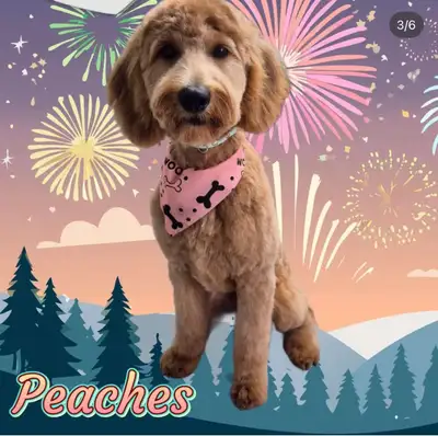Adorable Goldendoodle Looking for Her Forever Family ❤️ We're looking for the perfect forever home f...