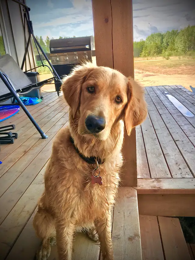 Goldendoodle Mix Puppies **1 male left** in Dogs & Puppies for Rehoming in Winnipeg - Image 8